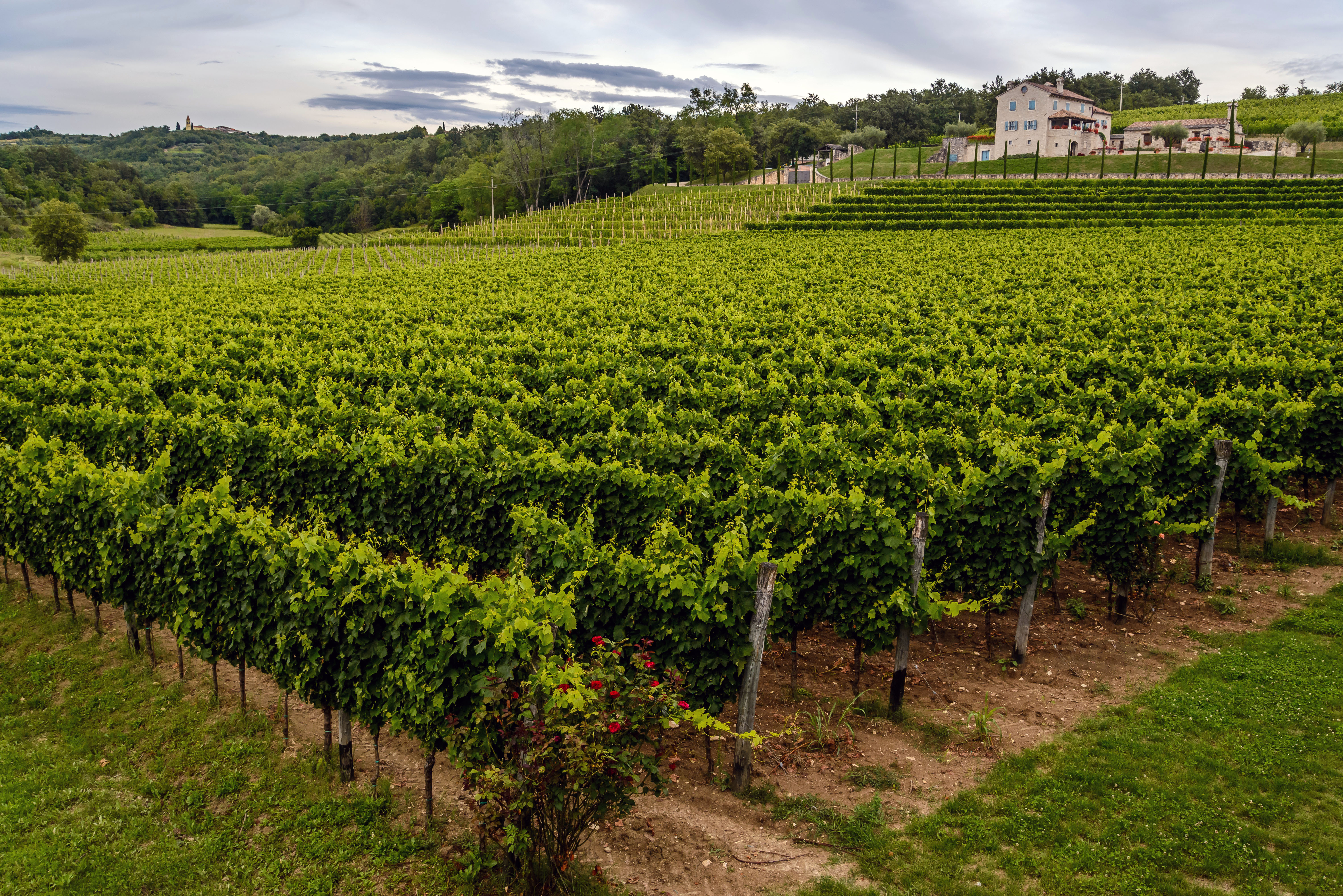 Lush green vineyard in Istria